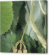 Attēlu rezultāti vaicājumam “Tilia tomentosa fruit”