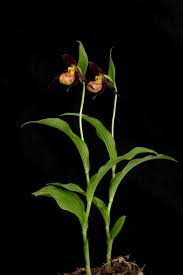 Attēlu rezultāti vaicājumam “Cypripedium calceolus flower”