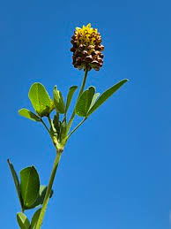 Attēlu rezultāti vaicājumam “Trifolium spadiceum”
