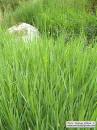 Attēlu rezultāti vaicājumam “Brachypodium sylvaticum flower”