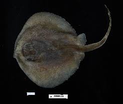 Image result for Hypanus sabinus