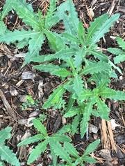 Attēlu rezultāti vaicājumam “Cirsium arvense fruit”