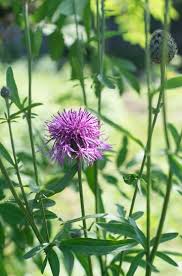 Attēlu rezultāti vaicājumam “Centaurea scabiosa”