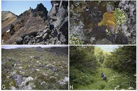 Attēlu rezultāti vaicājumam “Cladopodiella francisci”