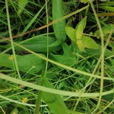 Attēlu rezultāti vaicājumam “Epipactis palustris leaf”