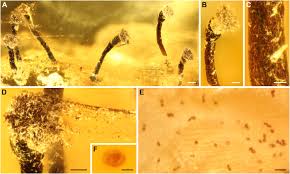 Attēlu rezultāti vaicājumam “Calicium adspersum”