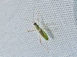 Attēlu rezultāti vaicājumam “Dicyphus sp.”