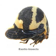 Attēlu rezultāti vaicājumam “Membracidae”