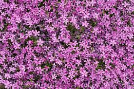 Image result for Aubrieta hybrida (cultorum)