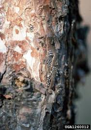 Attēlu rezultāti vaicājumam “Lymantria monacha pupa”