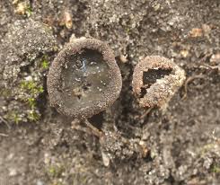 Attēlu rezultāti vaicājumam “Physarum braunianum sessile”