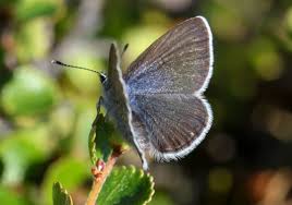 Attēlu rezultāti vaicājumam “Vacciniina optilete underside”