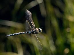 Attēlu rezultāti vaicājumam “Aeshna juncea”