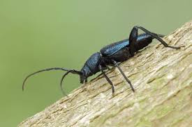 Attēlu rezultāti vaicājumam “Callidium violaceum”