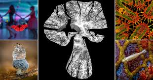 Attēlu rezultāti vaicājumam “Comatricha nigra young”