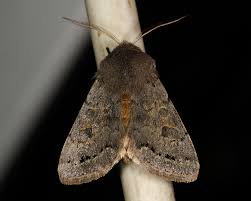 Attēlu rezultāti vaicājumam “Orthosia populeti”