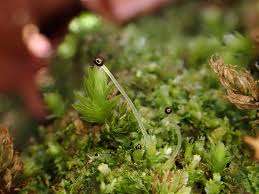 Attēlu rezultāti vaicājumam “Lophocolea minor macro”