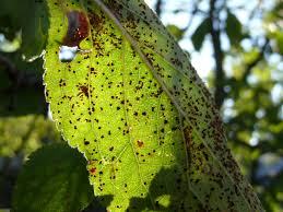 Attēlu rezultāti vaicājumam “Tranzschelia pruni-spinosae spores”