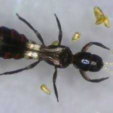 Attēlu rezultāti vaicājumam “Thysanoptera”