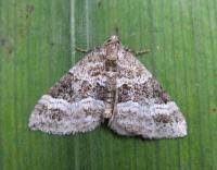 Attēlu rezultāti vaicājumam “Perizoma bifaciata”