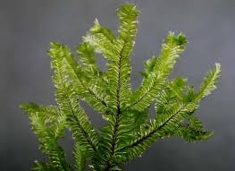 Attēlu rezultāti vaicājumam “Plagiochila porelloides”