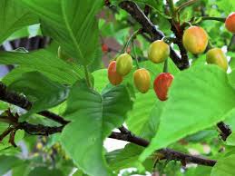 Image result for 緋寒桜