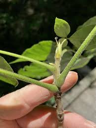 Attēlu rezultāti vaicājumam “Cribraria languescens stalked”