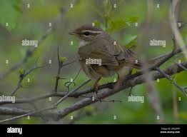 Image result for Phylloscopus schwarzi