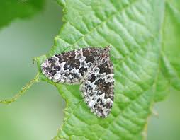 Attēlu rezultāti vaicājumam “Electrophaes corylata”