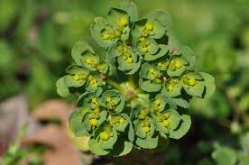 Attēlu rezultāti vaicājumam “Euphorbia helioscopia”