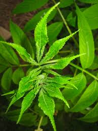 Attēlu rezultāti vaicājumam “Sambucus racemosa leaf”