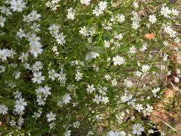 Attēlu rezultāti vaicājumam “Stellaria graminea”