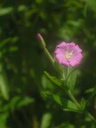 Attēlu rezultāti vaicājumam “Epilobium hirsutum leaf”