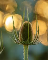 Attēlu rezultāti vaicājumam “Dipsacus fullonum flower”