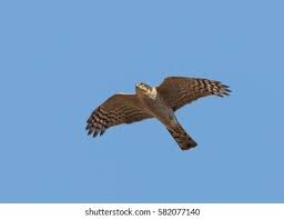 Attēlu rezultāti vaicājumam “Accipiter nisus male”