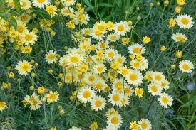 Attēlu rezultāti vaicājumam “Anthemis tinctoria flower”