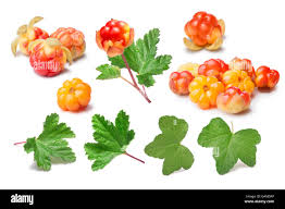 Attēlu rezultāti vaicājumam “Rubus chamaemorus fruit”