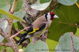 Attēlu rezultāti vaicājumam “Carduelis carduelis adult”