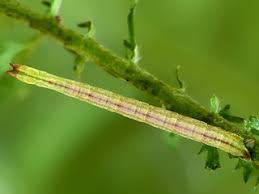 Attēlu rezultāti vaicājumam “Thalera fimbrialis”