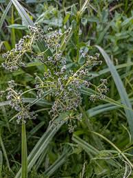 Attēlu rezultāti vaicājumam “Scirpus sylvaticus flower”