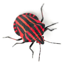 Attēlu rezultāti vaicājumam “Graphosoma lineatum nymph”