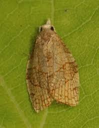 Attēlu rezultāti vaicājumam “Pandemis cinnamomeana female”