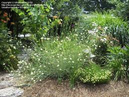 Image result for Scabiosa ochroleuca
