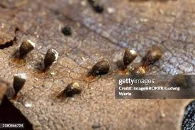 Attēlu rezultāti vaicājumam “Craterium minutum young”