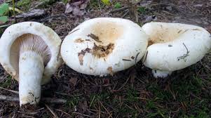 Attēlu rezultāti vaicājumam “Lactarius bertillonii”