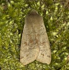 Attēlu rezultāti vaicājumam “Orthosia munda”