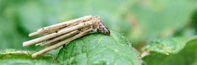 Attēlu rezultāti vaicājumam “Psyche casta”