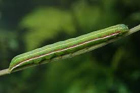 Attēlu rezultāti vaicājumam “Eucarta virgo”