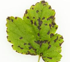 Attēlu rezultāti vaicājumam “Ribes nigrum leaf”