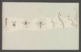 Attēlu rezultāti vaicājumam “Cystiphora sanguinea”